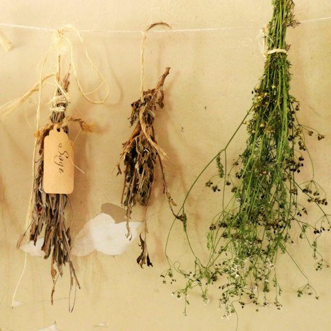 cat-herbal-remedies สมุนไพรและยาสามัญประจำบ้าน